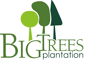 Big Trees Plantation Logo